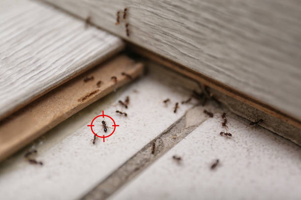 Best Ant Control Services  in Georgetown, OH