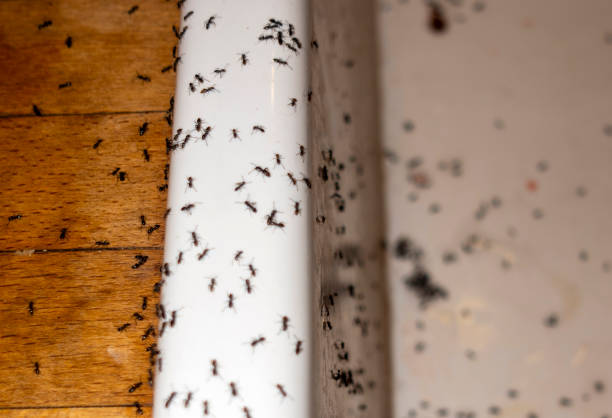 Best Termite Control Services  in Georgetown, OH